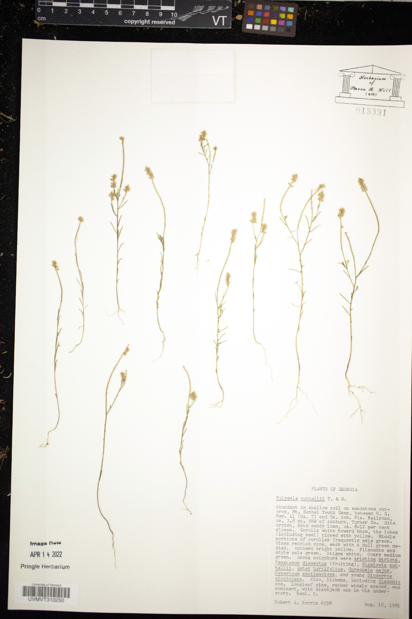 Polygala nuttallii image