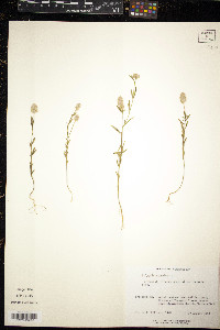 Polygala sanguinea image