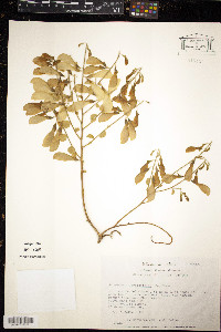 Securidaca diversifolia image