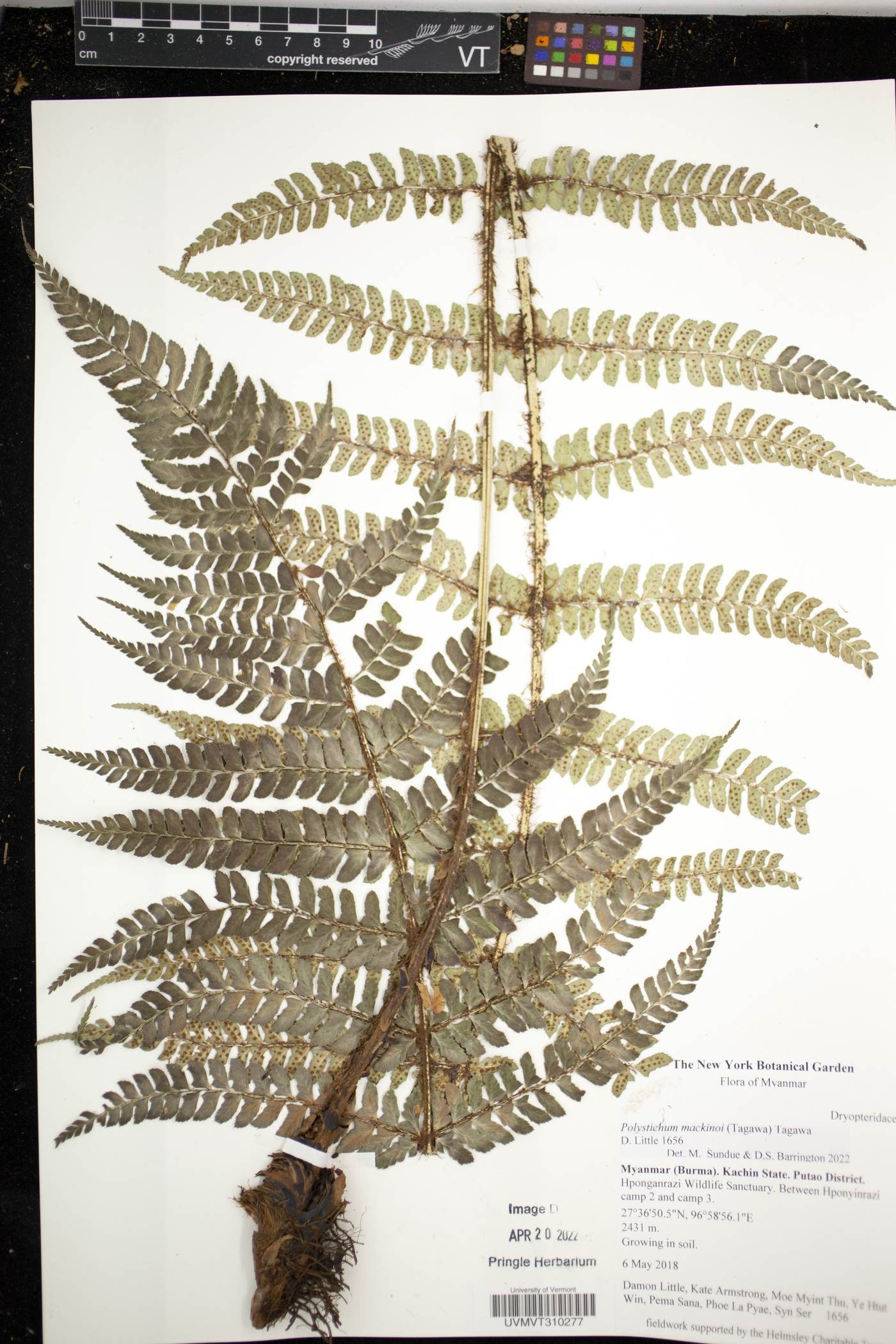 Polystichum makinoi image