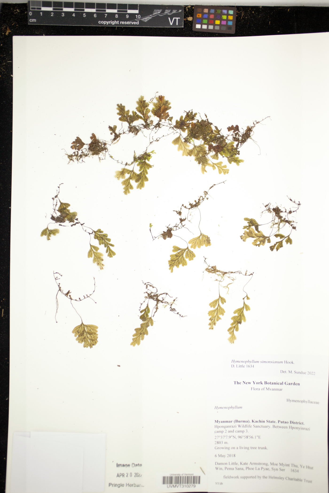 Hymenophyllum simonsianum image