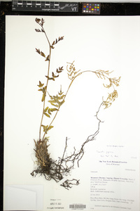 Osmunda japonica image