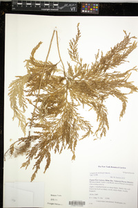 Image of Selaginella hellwigii