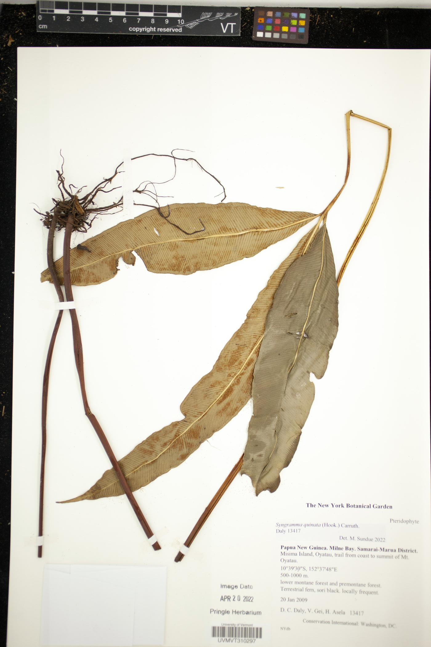 Syngramma quinata image