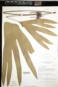 Dipteris wallichii image