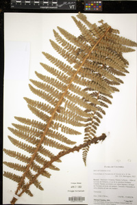 Polystichum paramicola image