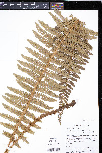 Polystichum paramicola image