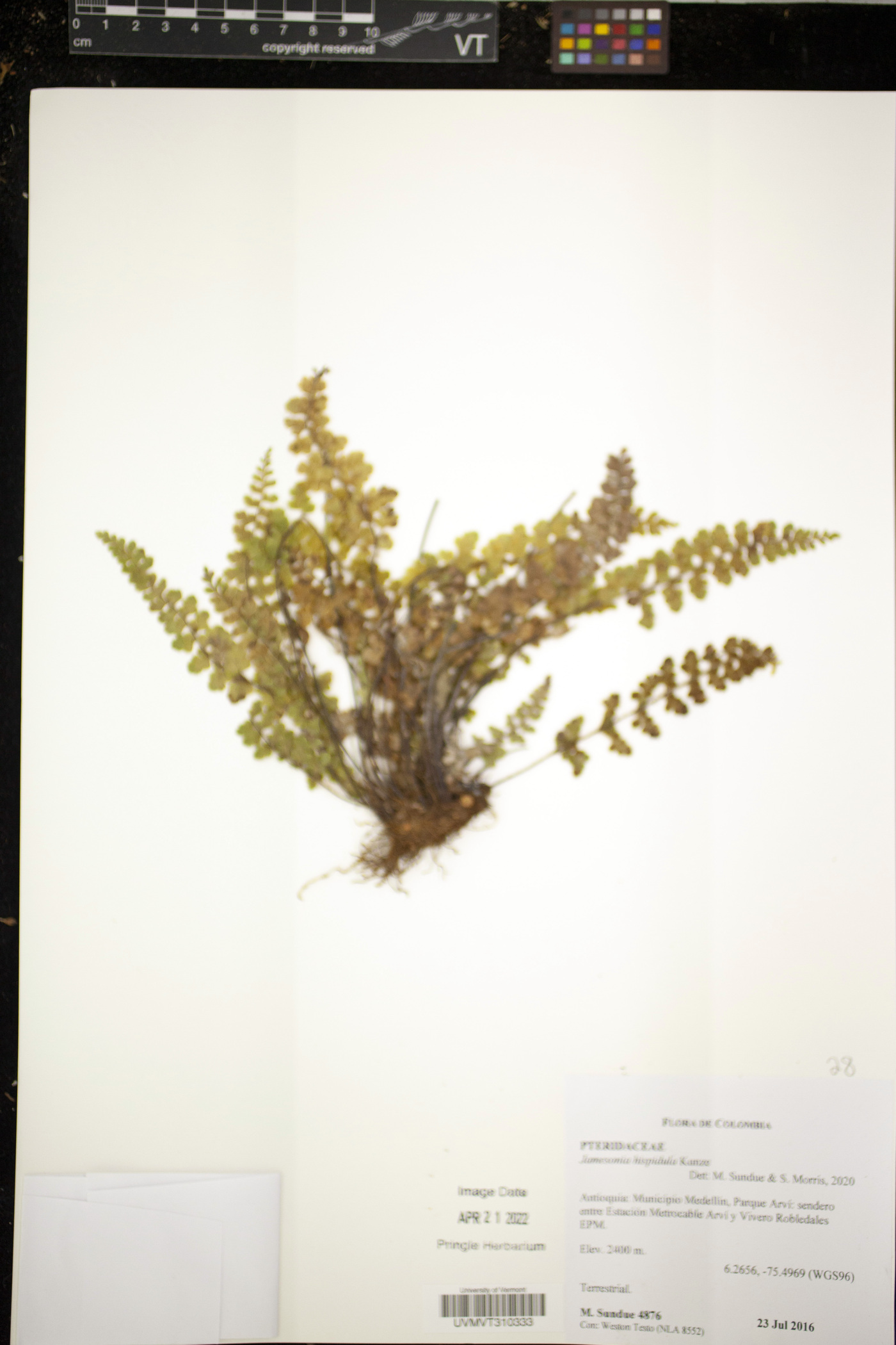 Jamesonia hispidula image