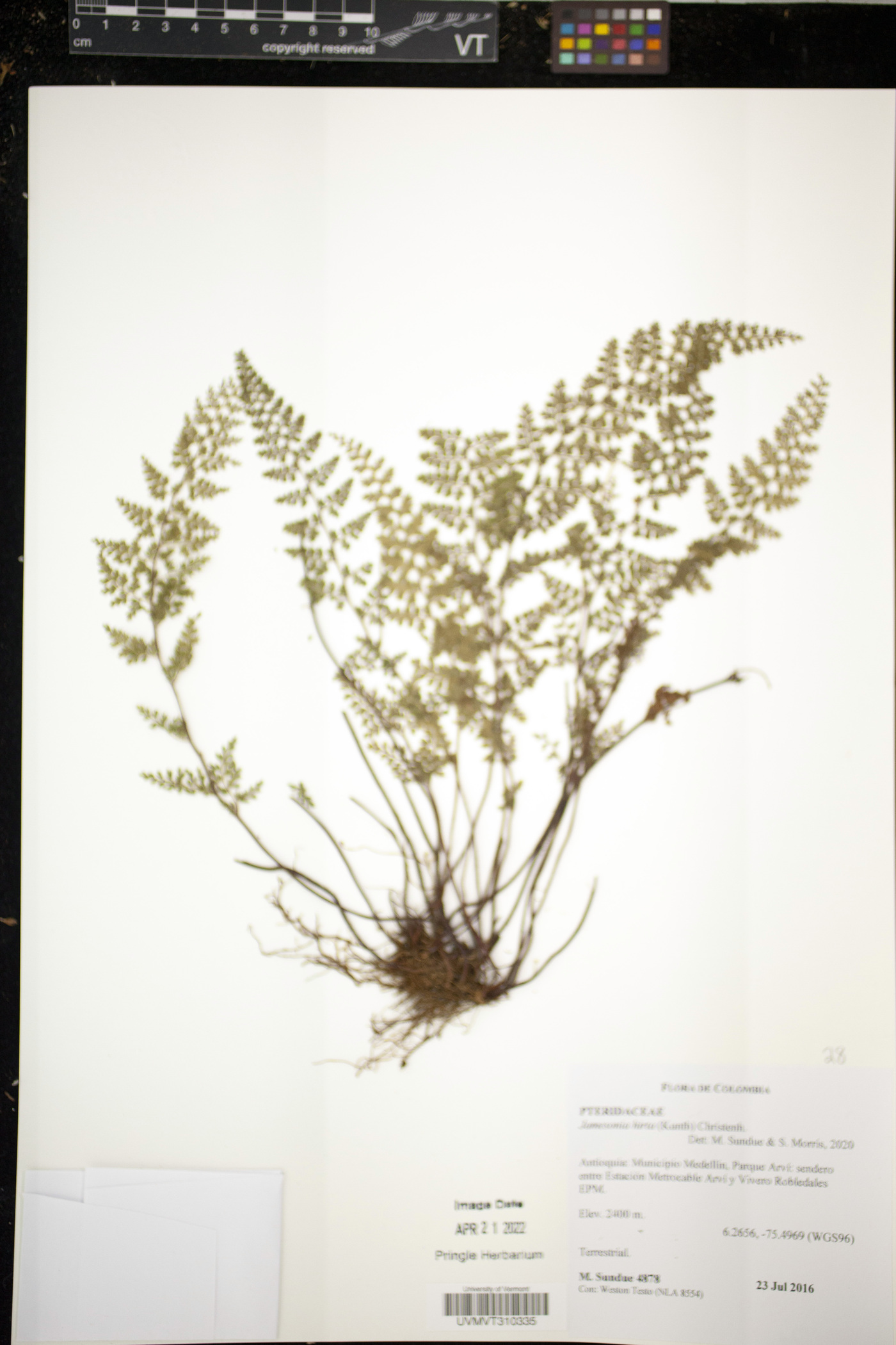 Jamesonia hirta image