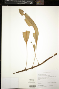 Elaphoglossum antioquianum image