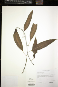 Serpocaulon levigatum image