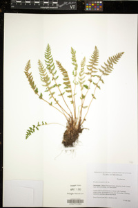 Woodsia ilvensis image