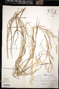 Schizachyrium maritimum image