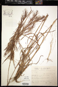 Andropogon bicornis image