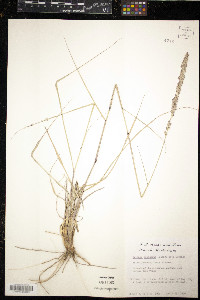 Tridens albescens image