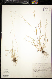 Trisetum irazuense image