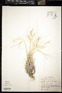 Scleropogon brevifolius image