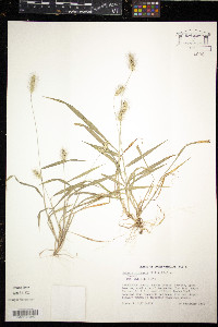 Setaria corrugata image