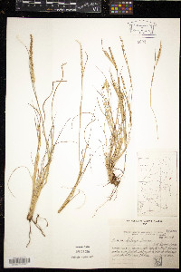 Setaria fiebrigii image