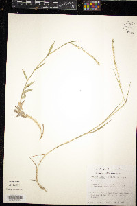 Setaria reverchonii subsp. firmula image