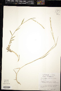 Setaria reverchonii image