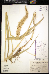 Setaria lachnea image