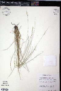 Setaria reverchonii image