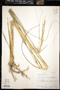 Spartina pectinata image