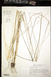 Sorghastrum elliottii image