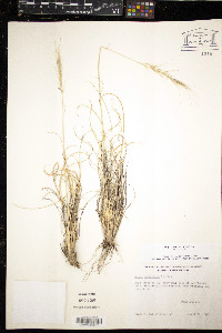 Achnatherum curvifolium image