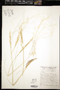 Image of Stipa eriocaulis