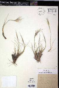 Image of Stipa frigida