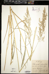 Calamagrostis villosa image