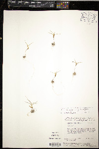 Cenchrus tribuloides image