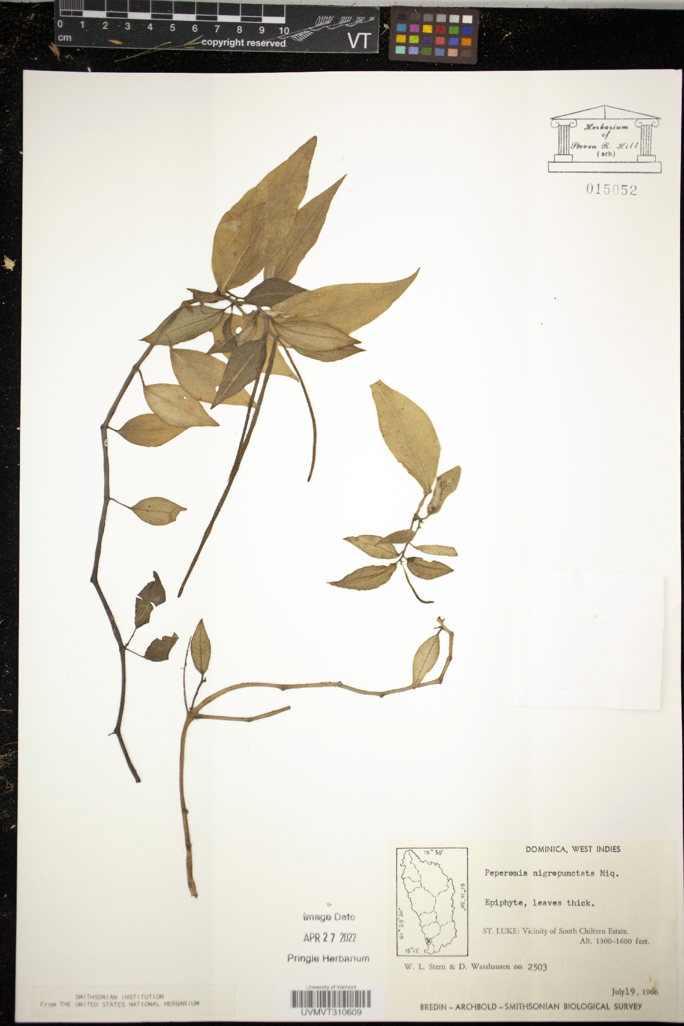 Peperomia glabella image