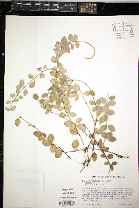 Peperomia trifolia image