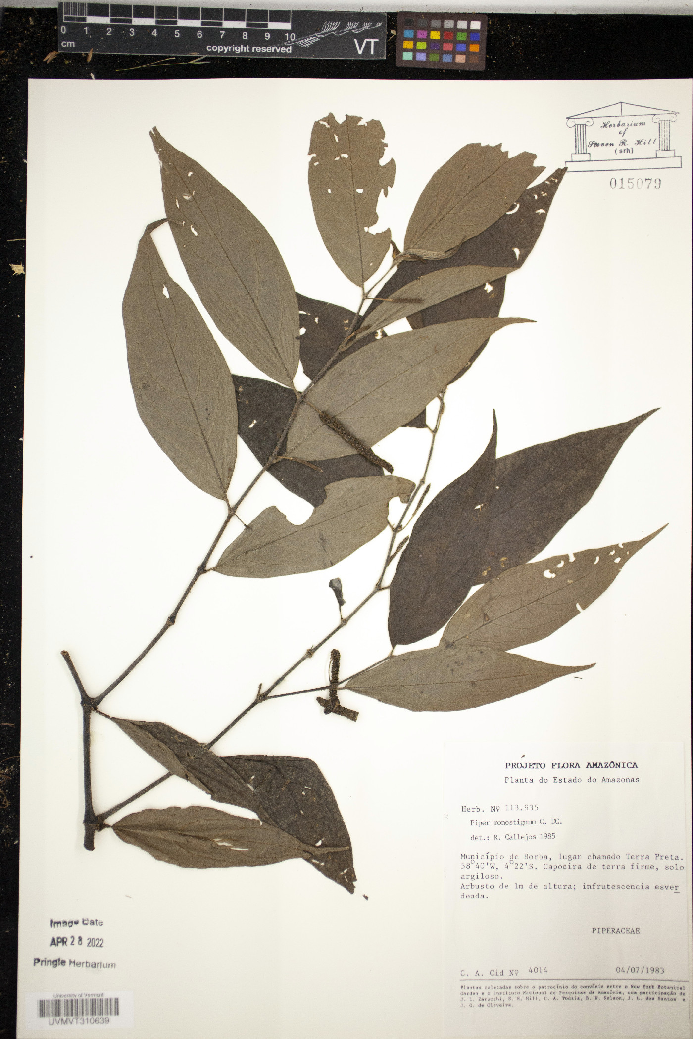 Piper monostigmum image