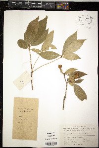 Pittosporum brevicalyx image