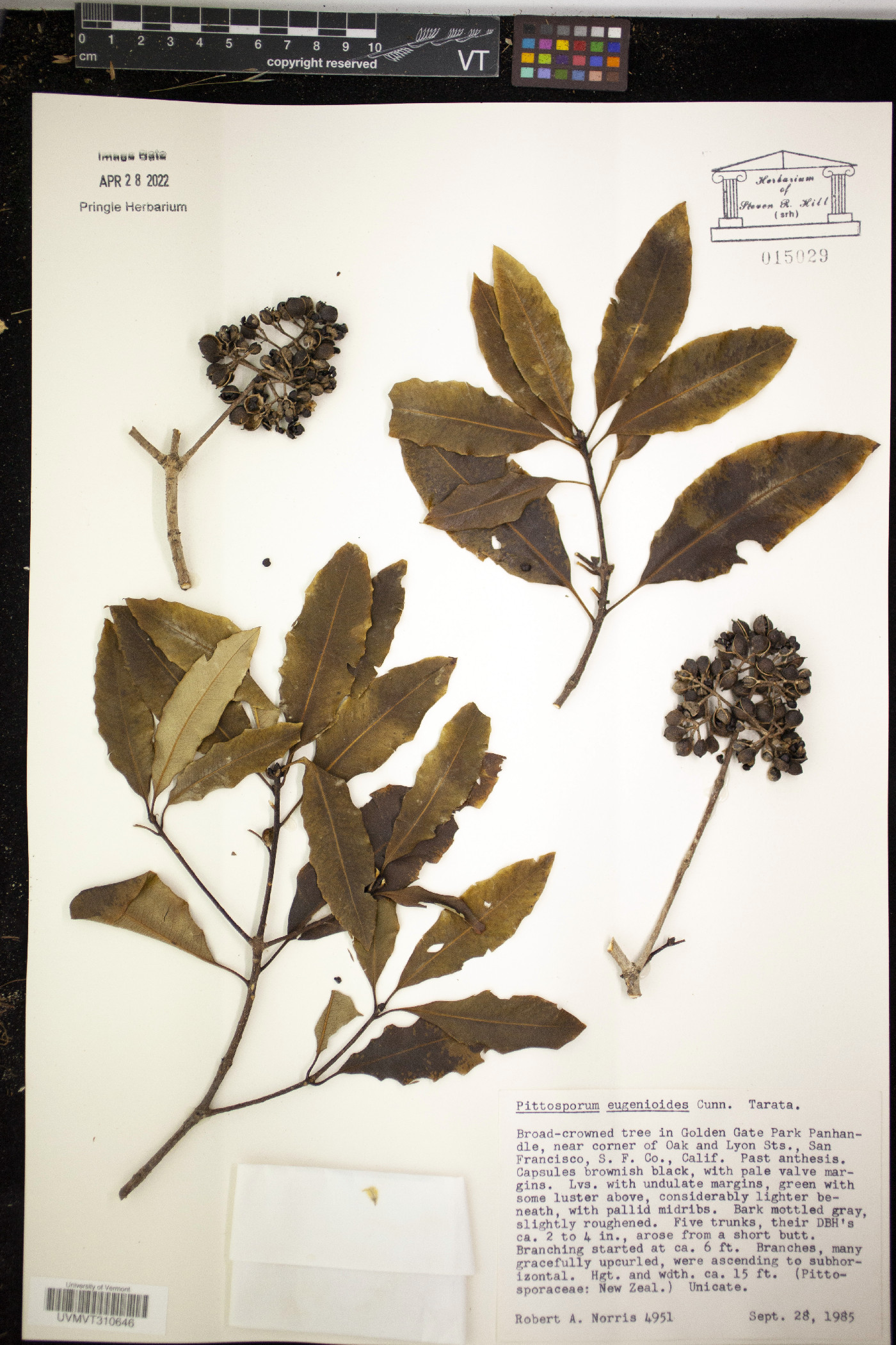 Pittosporum eugenioides image