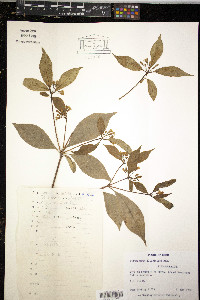 Pittosporum illicioides image