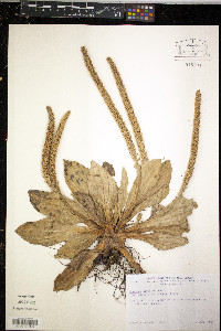 Plantago australis subsp. hirtella image