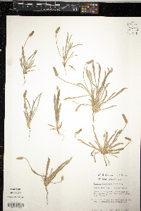 Plantago hookeriana image