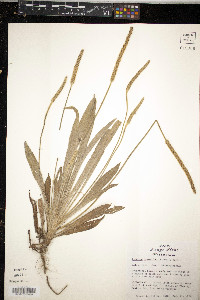 Plantago hookeriana image