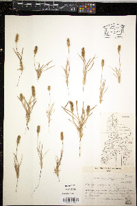 Plantago patagonica image