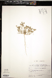 Image of Plantago sarcophylla