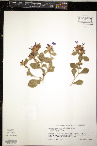 Ceratostigma plumbaginoides image