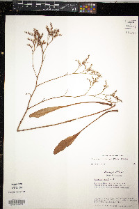 Limonium carolinianum image