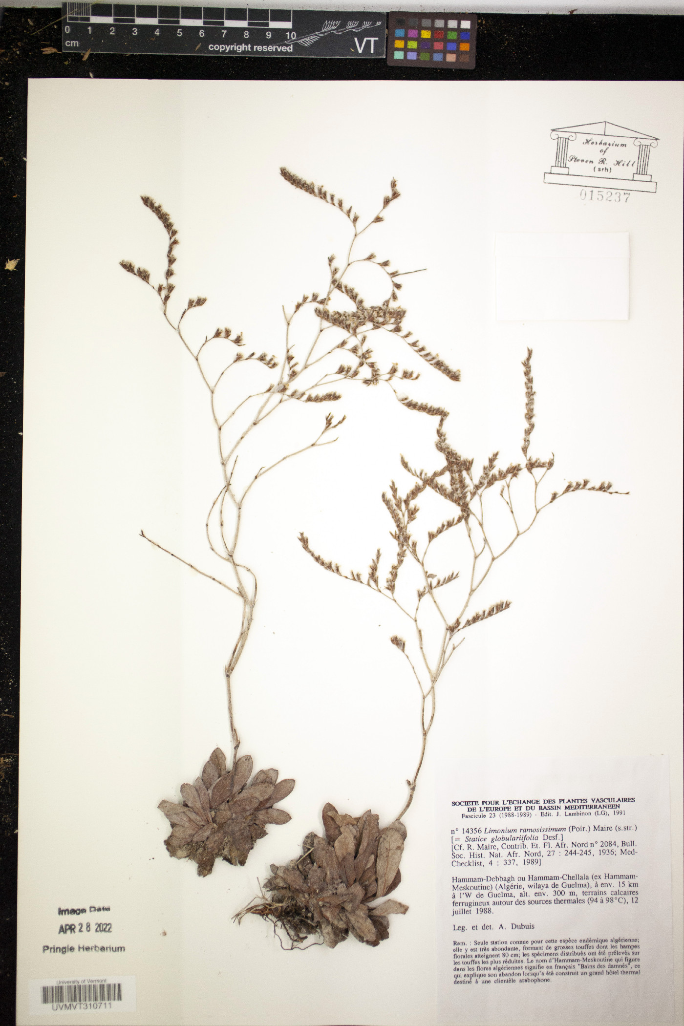 Limonium ramosissimum image