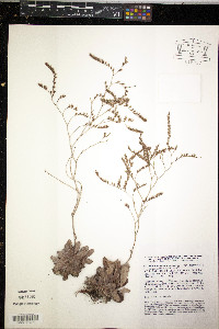 Limonium ramosissimum image