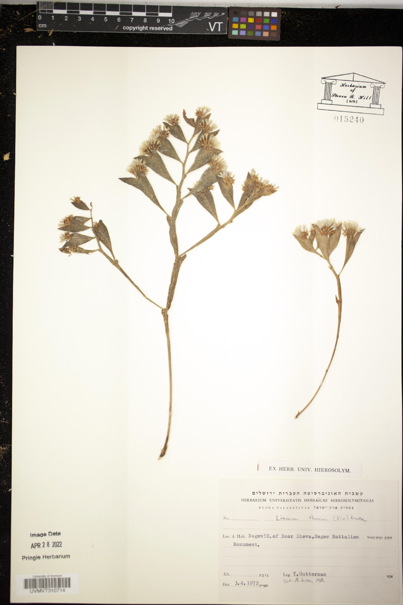 Limonium thouinii image